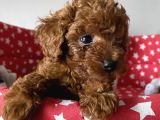 Dişi Ve Erkek Poodle Irk Ve Sağlık Garantili Yavrular