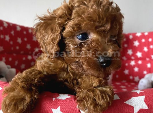 Dişi Ve Erkek Poodle Irk Ve Sağlık Garantili Yavrular görsel
