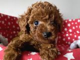 Dişi Ve Erkek Poodle Irk Ve Sağlık Garantili Yavrular