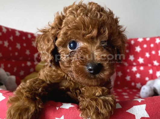 Dişi Ve Erkek Poodle Irk Ve Sağlık Garantili Yavrular görsel
