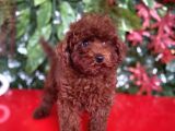 Dişi Ve Erkek Poodle Irk Ve Sağlık Garantili Yavrular