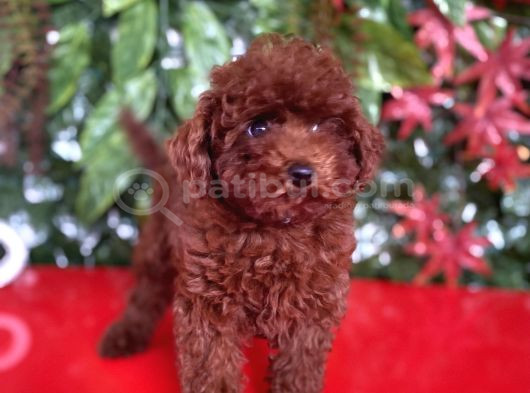 Dişi Ve Erkek Poodle Irk Ve Sağlık Garantili Yavrular görsel