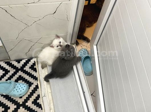Safkan Kaliteli Yavrular görsel