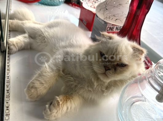 Ücretsiz Kedi Sahiplendirme görsel