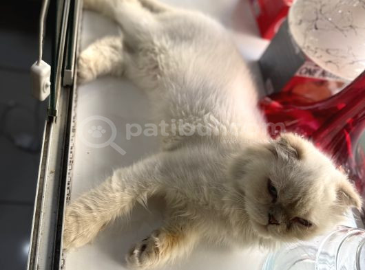 Ücretsiz Kedi Sahiplendirme görsel