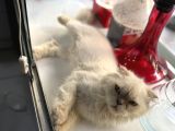 Ücretsiz Kedi Sahiplendirme