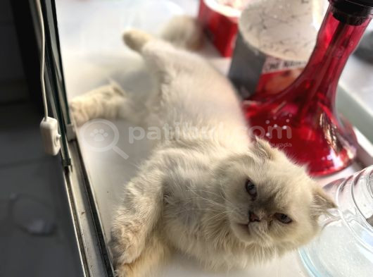 Ücretsiz Kedi Sahiplendirme görsel