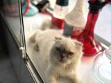 Ücretsiz Kedi Sahiplendirme