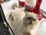 Ücretsiz kedi sahiplendirme