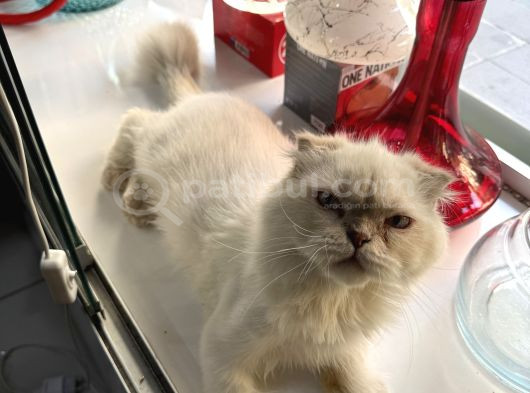 Ücretsiz Kedi Sahiplendirme