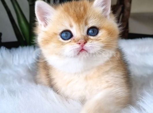 Ay Işığından Gelen Yavrumuz Golden British Shorthair