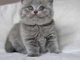Gümüş Mucize Gri British Shorthair Yavrumuz