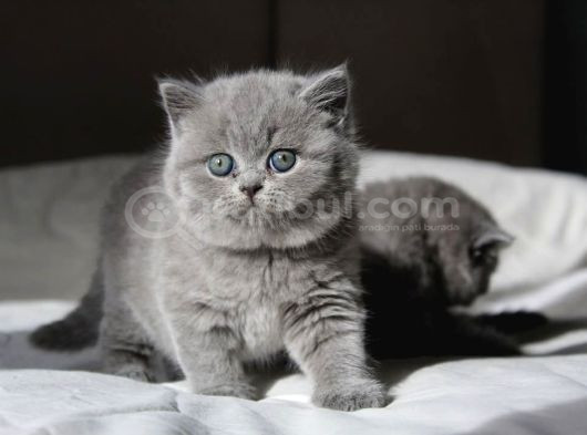Gümüş Mucize Gri British Shorthair yavrumuz