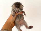 hem scottish fold hem de british kedilerimiz vardır