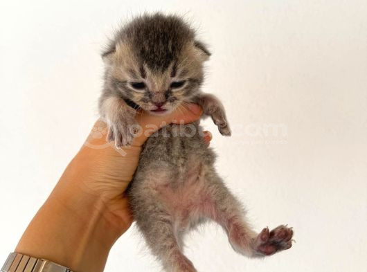 Hem Scottish Fold Hem De British Kedilerimiz Vardır