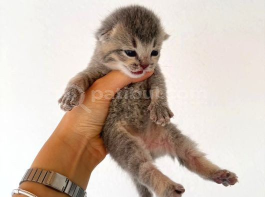 Hem Scottish Fold Hem De British Kedilerimiz Vardır görsel