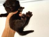 Hem Scottish Fold Hem De British Kedilerimiz Vardır