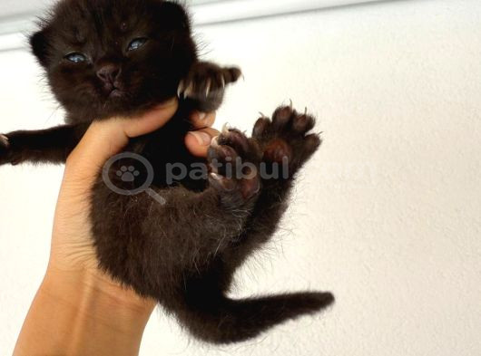 Hem Scottish Fold Hem De British Kedilerimiz Vardır görsel