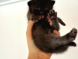 Hem Scottish Fold Hem De British Kedilerimiz Vardır