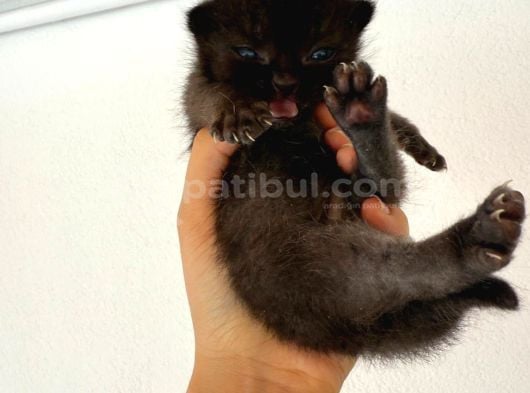 Hem Scottish Fold Hem De British Kedilerimiz Vardır görsel