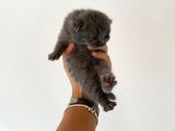 Hem Scottish Fold Hem De British Kedilerimiz Vardır