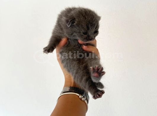 Hem Scottish Fold Hem De British Kedilerimiz Vardır görsel