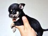 Teacup 0 numara ŞİVAVA DİŞİ BEBEKLER