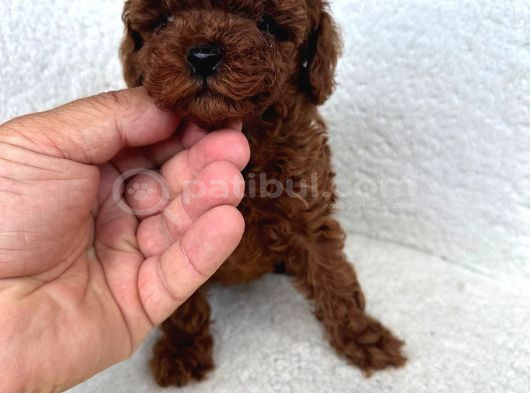 Çok Özel Muhteşem Toy Poodle Yavrularimiz görsel