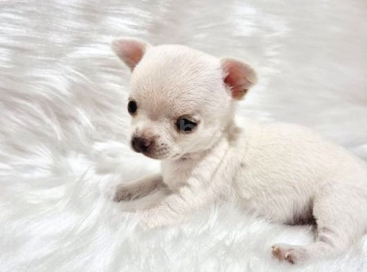 Teacup 0 Numara Şi̇vava Di̇şi̇ Bebekler görsel