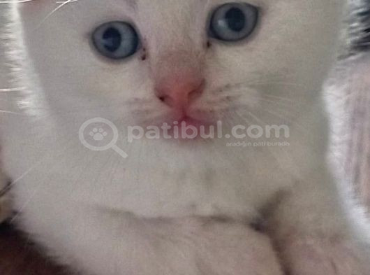 Masmavi̇ Gözlü Karbeyazi Erkek Bebek görsel