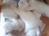 Masmavi̇ Gözlü Karbeyazi Erkek Bebek