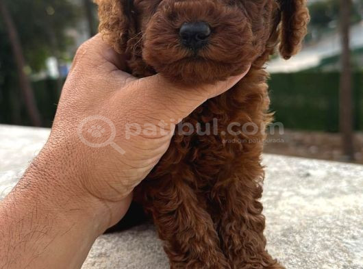 Shov Kali̇te Toy Poodle Yavrularimiz görsel
