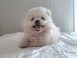 Üst Kalite Gülen Yüz Pomeranian Boo Ayıcıklar