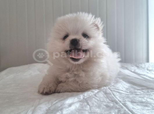 Üst Kalite Gülen Yüz Pomeranian Boo Ayıcıklar görsel
