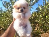 Üst Kalite Gülen Yüz Pomeranian Boo Ayıcıklar