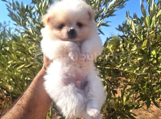 Üst Kalite Gülen Yüz Pomeranian Boo Ayıcıklar görsel