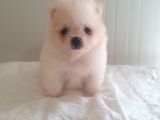 Üst Kalite Gülen Yüz Pomeranian Boo Ayıcıklar