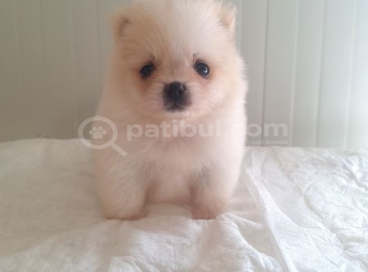 Üst Kalite Gülen Yüz Pomeranian Boo Ayıcıklar görsel