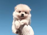 Üst Kalite Gülen Yüz Pomeranian Boo Ayıcıklar