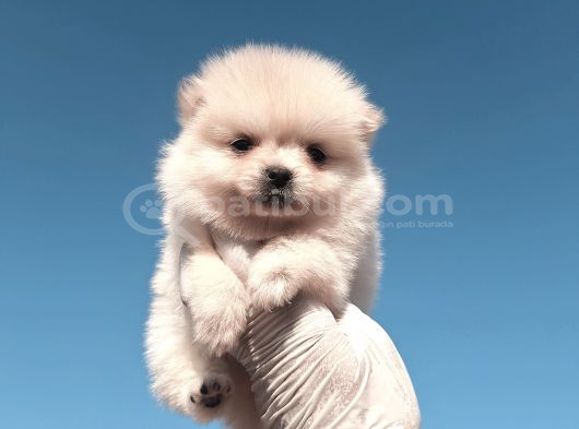 Üst Kalite Gülen Yüz Pomeranian Boo Ayıcıklar