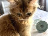 British Longhair Ny11 Golden Shaded Dişi