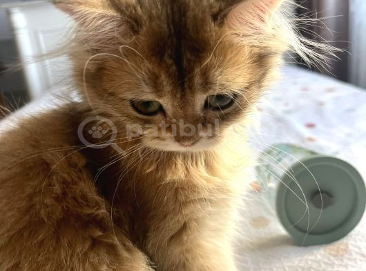 British Longhair Ny11 Golden Shaded Dişi görsel