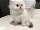 İnanılmaz Güzellikte Blue Point British Longhair