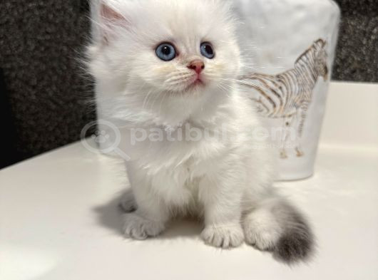 İnanılmaz Güzellikte Blue Point British Longhair görsel
