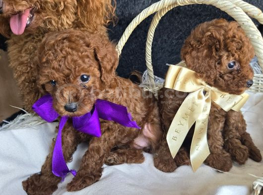 Toy Poodle Red Brown Yavrularımız görsel