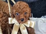 Toy Poodle Red Brown Yavrularımız