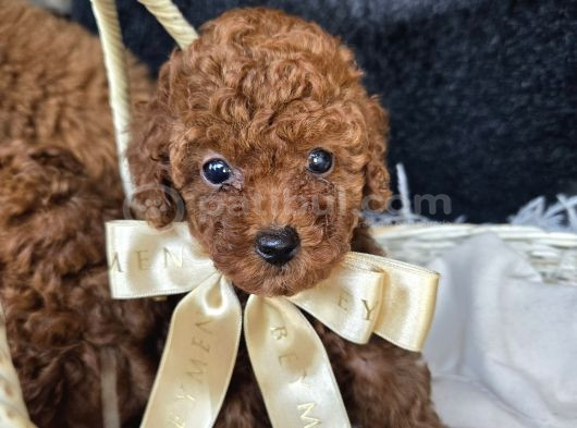 Toy Poodle Red Brown Yavrularımız görsel
