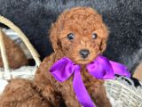 Toy poodle Red brown yavrularımız