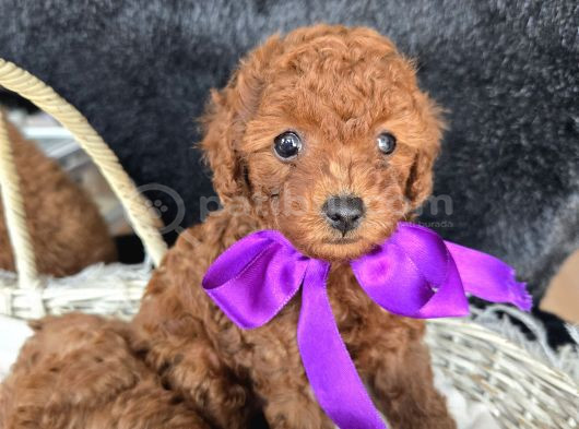 Toy Poodle Red Brown Yavrularımız
