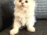 İnanılmaz güzellikte Blue Point british longhair